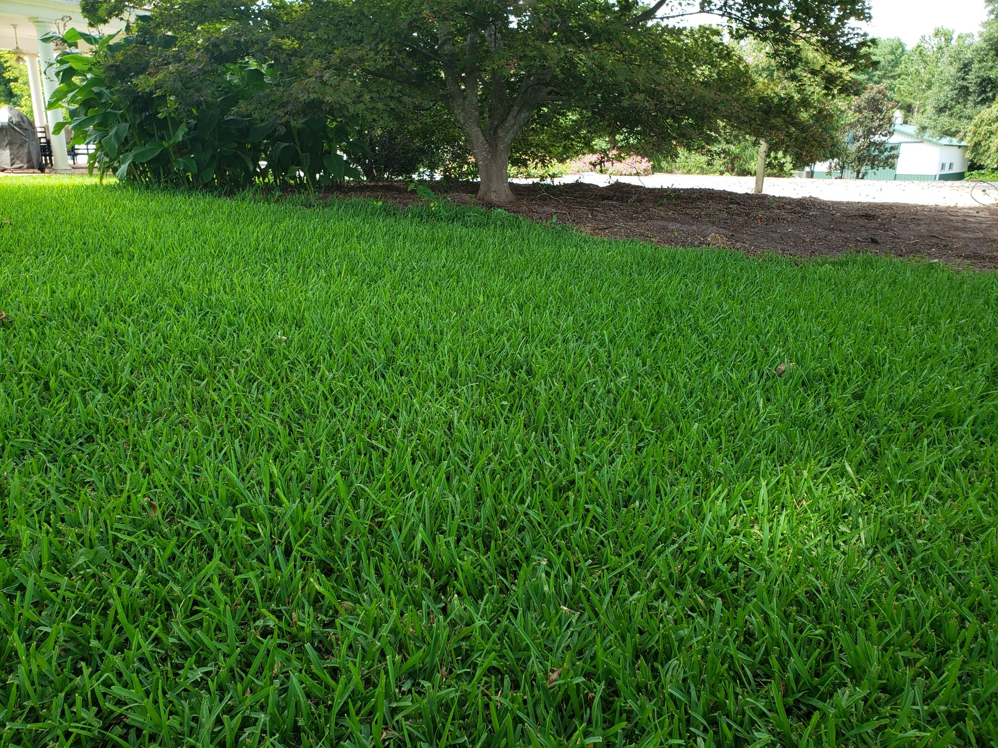 St. Augustine Grass