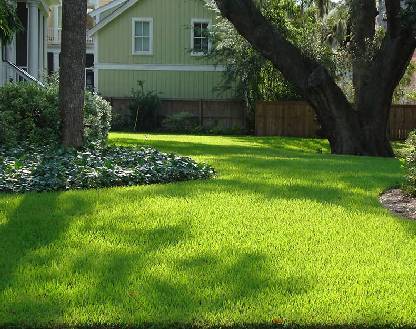 Palmetto St. Augustine Grass Sod