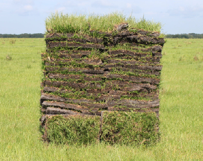 Bahia Grass