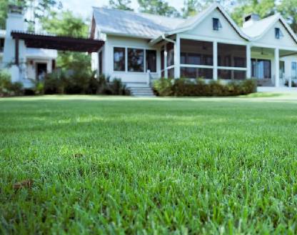 Zoysia Grass