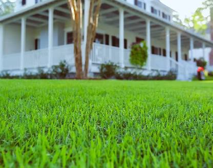 Zoysia