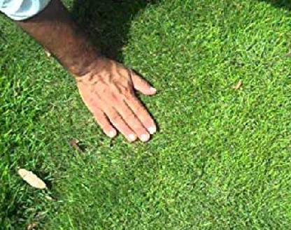 Zoysia